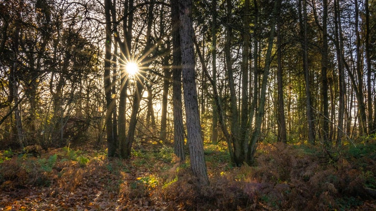 A winter sun burst shines through the trees in Morgaston Woods in winter.